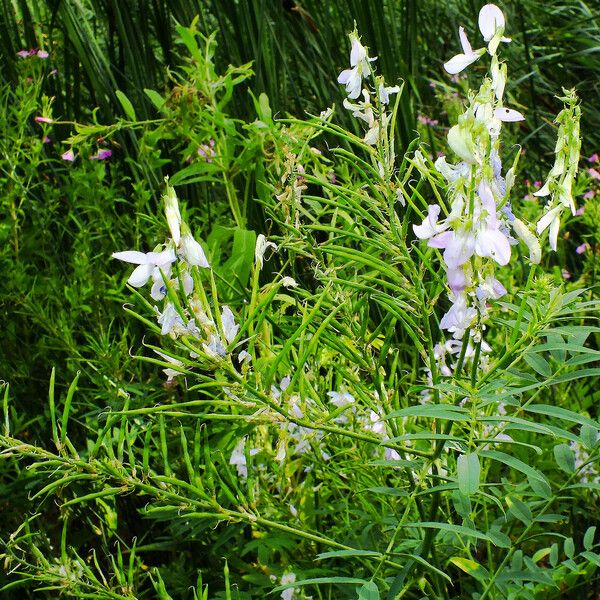 Galega officinalis ᱡᱚ