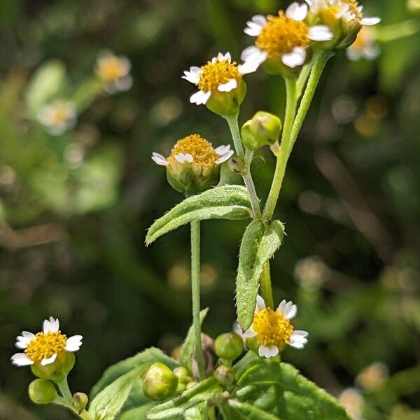 Galinsoga parviflora Kvet