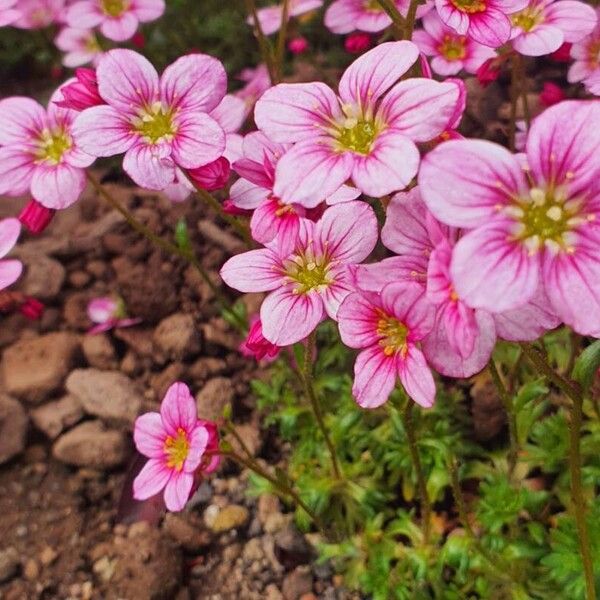 Saxifraga rosacea 其他