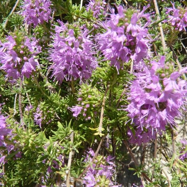 Thymus saturejoides Цвят