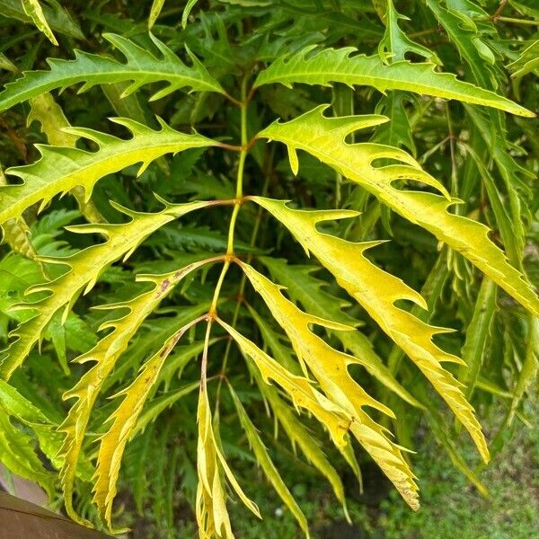 Polyscias fruticosa Leaf