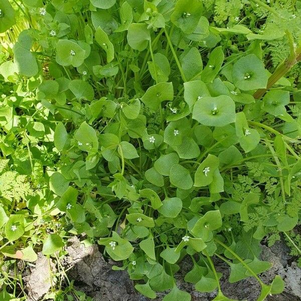 Claytonia perfoliata List