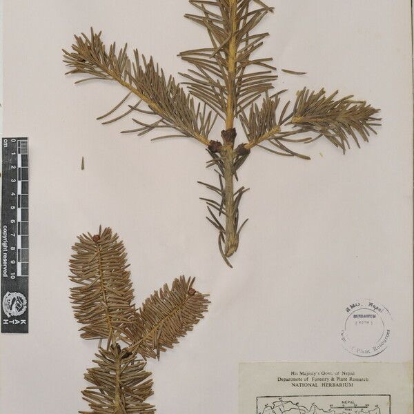 Abies spectabilis Листок