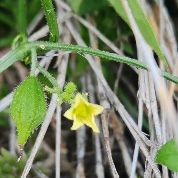 Kedrostis foetidissima Lorea