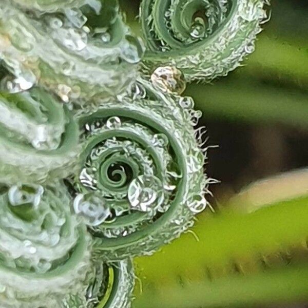 Encephalartos tegulaneus Fuelha