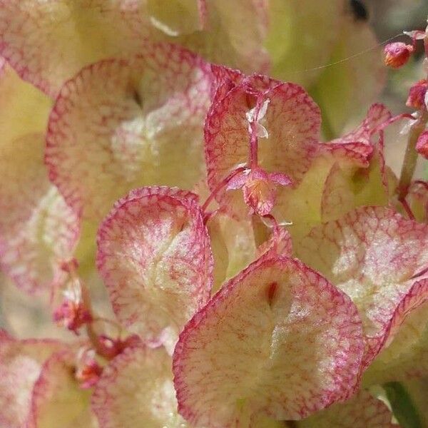 Rumex vesicarius Flower