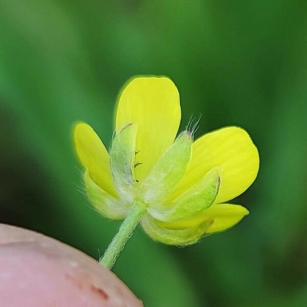 Ranunculus arvensis Blomst