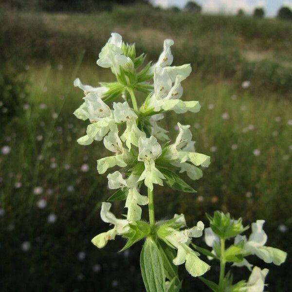 Stachys annua Flower