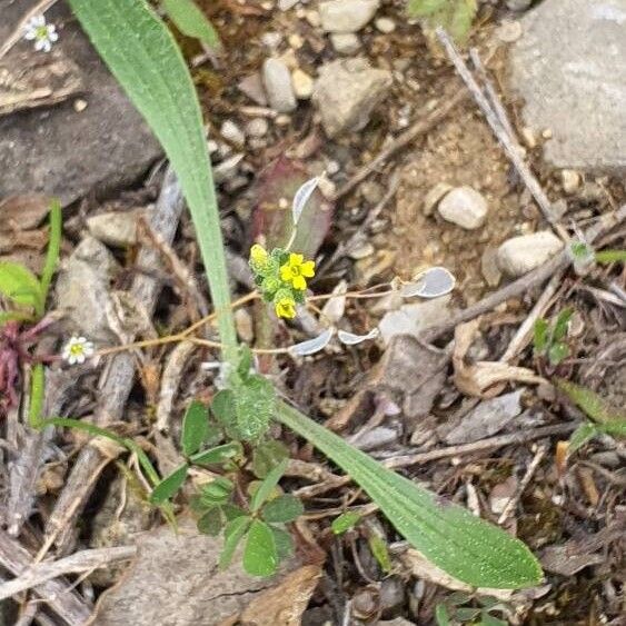 Alyssum simplex Кветка