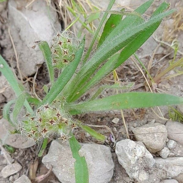 Plantago bellardii Costuma