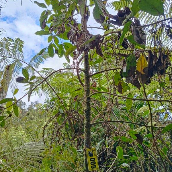 Ocotea pedicellata অভ্যাস