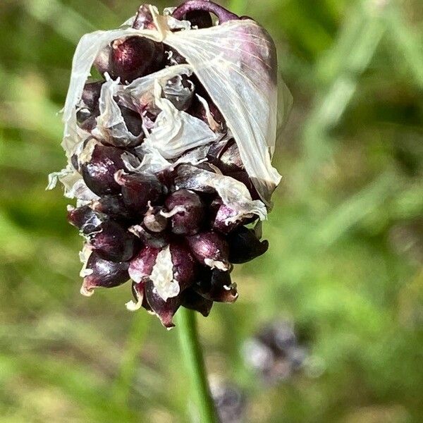 Allium scorodoprasum Flower