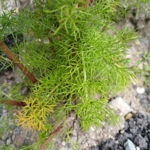 Tripleurospermum inodorum Leaf