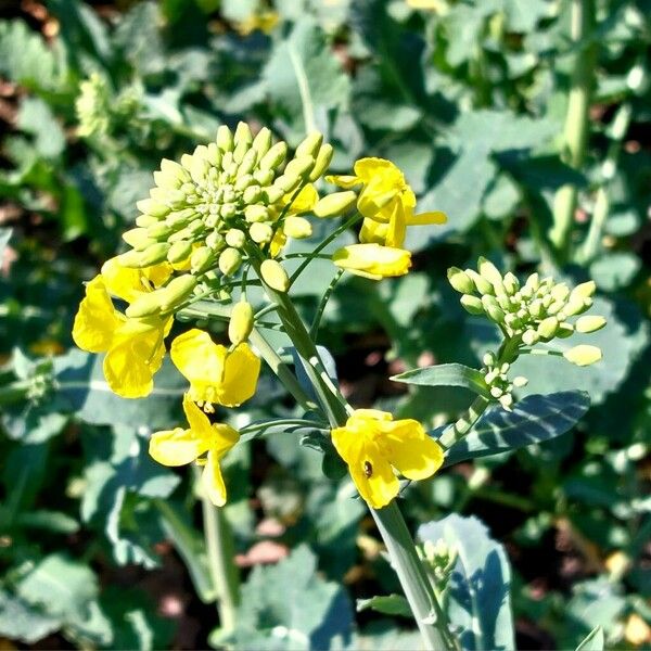 Brassica napus फूल