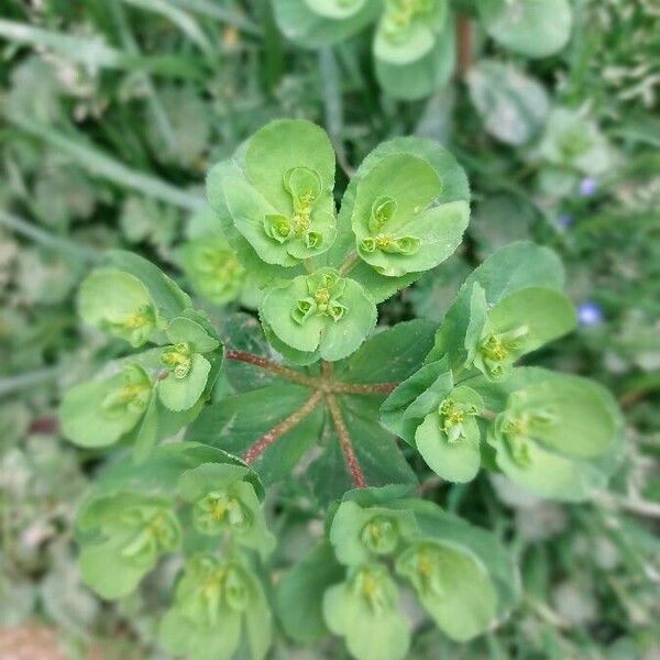 Euphorbia helioscopia 葉