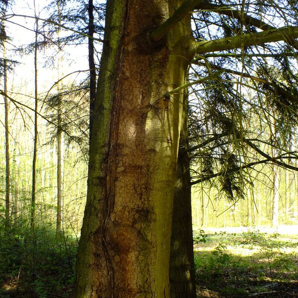 Abies cilicica Bark