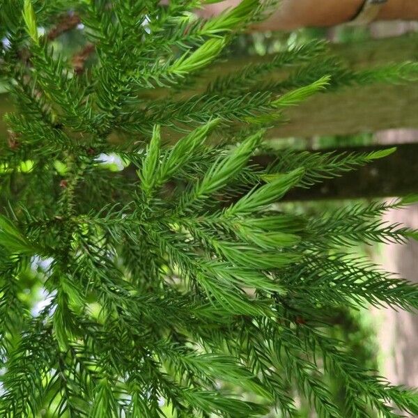 Cryptomeria japonica Leaf