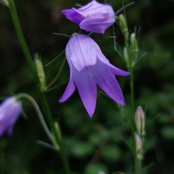 Campanula rapunculus Flor