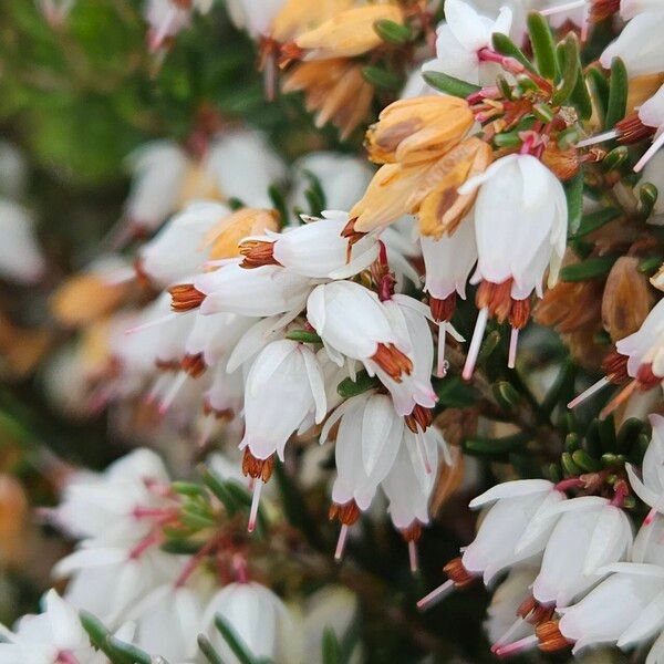 Erica lusitanica Flower