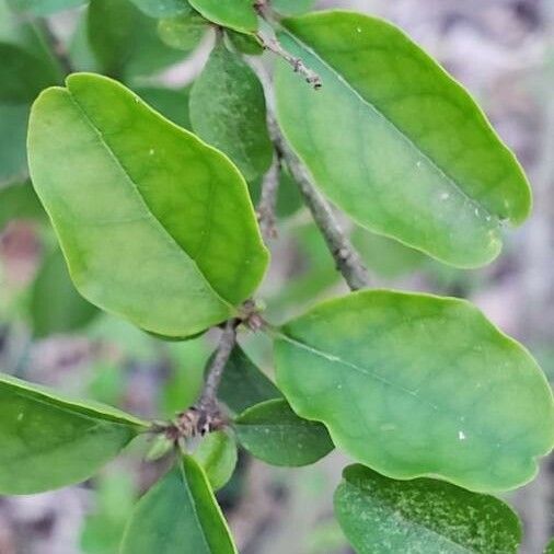 Ligustrum sinense 叶