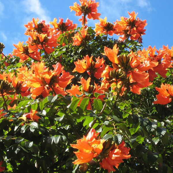 Spathodea campanulata Flor