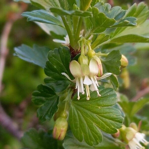Ribes uva-crispa Λουλούδι