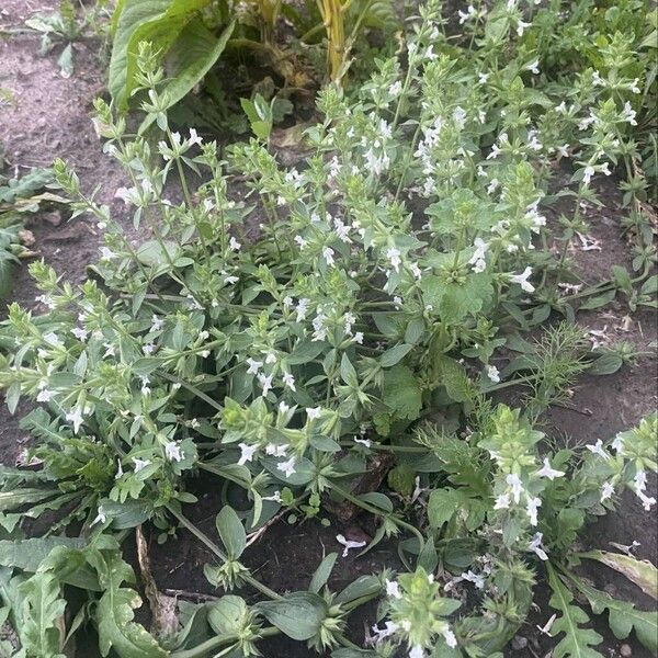 Stachys annua Habitat