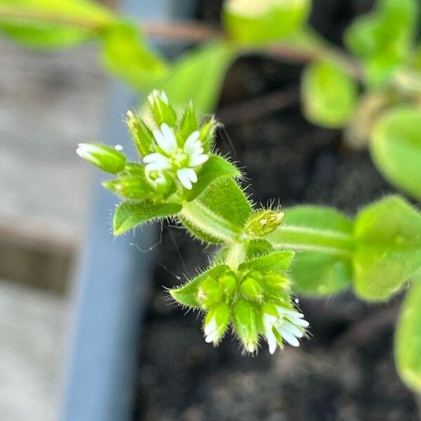 Cerastium glomeratum फूल