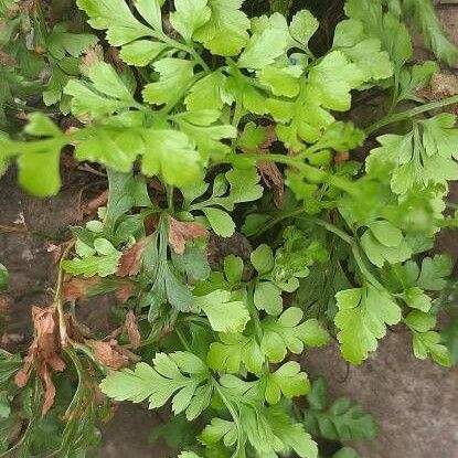 Asplenium ruta-muraria Leht