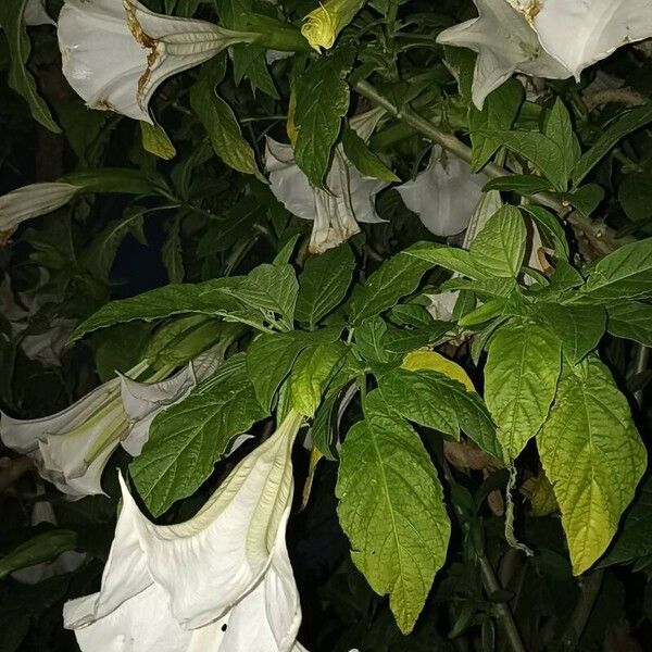 Brugmansia × candida Hábito