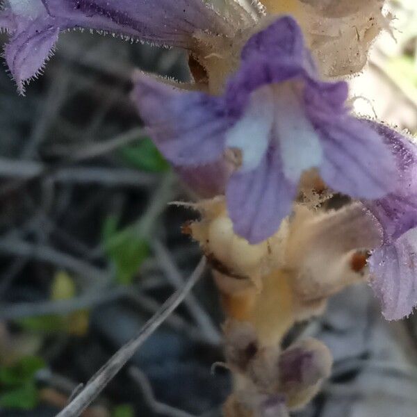 Orobanche rosmarina Flower