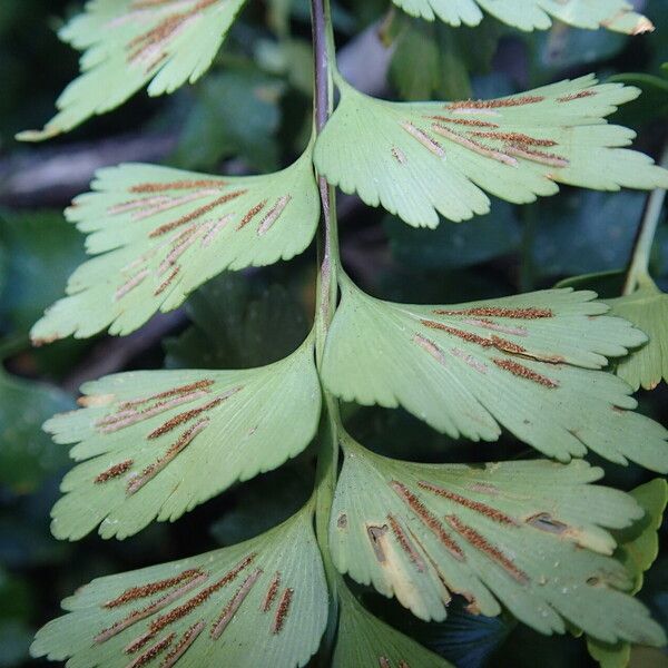 Asplenium stuhlmannii Leaf