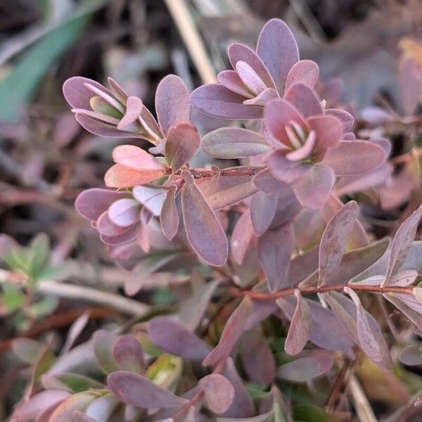 Hypericum hypericoides Leaf