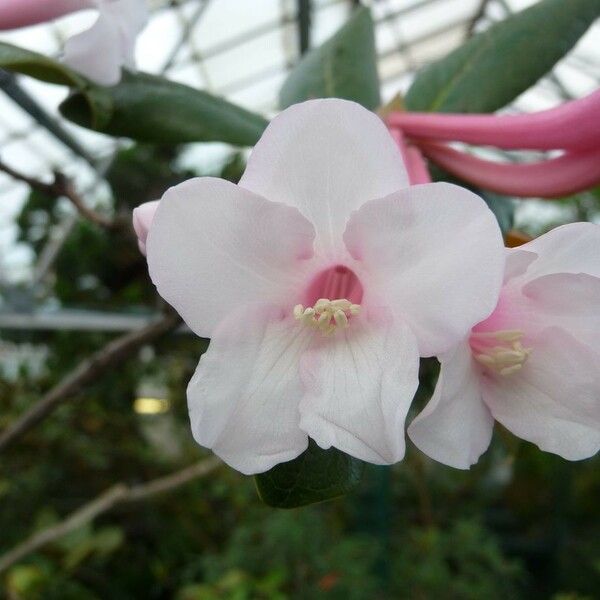 Rhododendron armitii Flor