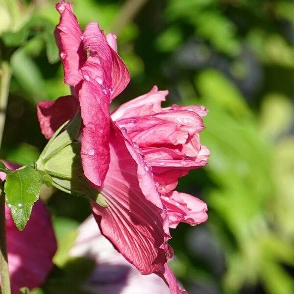 Hibiscus mutabilis Цветок