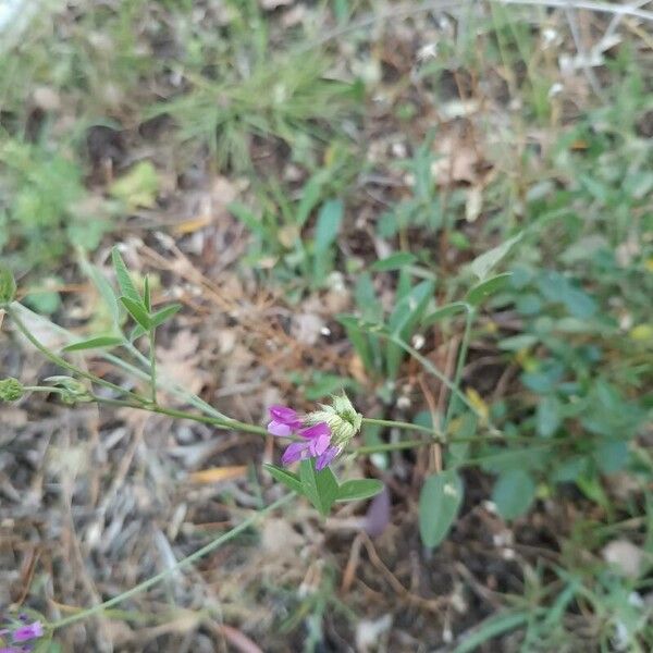 Bituminaria bituminosa Flower