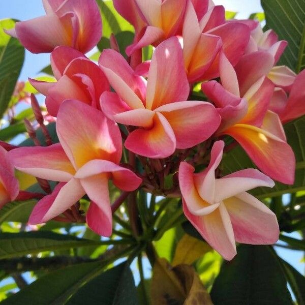 Plumeria rubra Kwiat