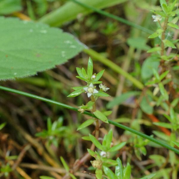 Crassula helmsii 花