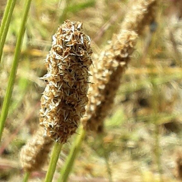 Plantago argentea Flower