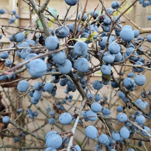 Prunus × fruticans Плод