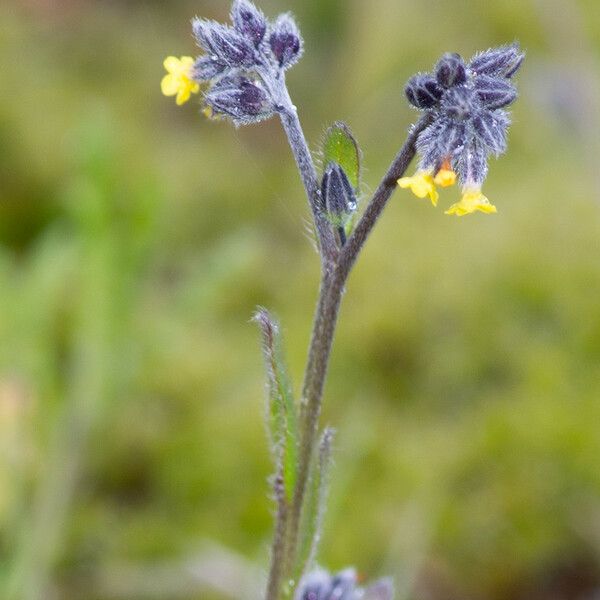 Myosotis balbisiana Hábito