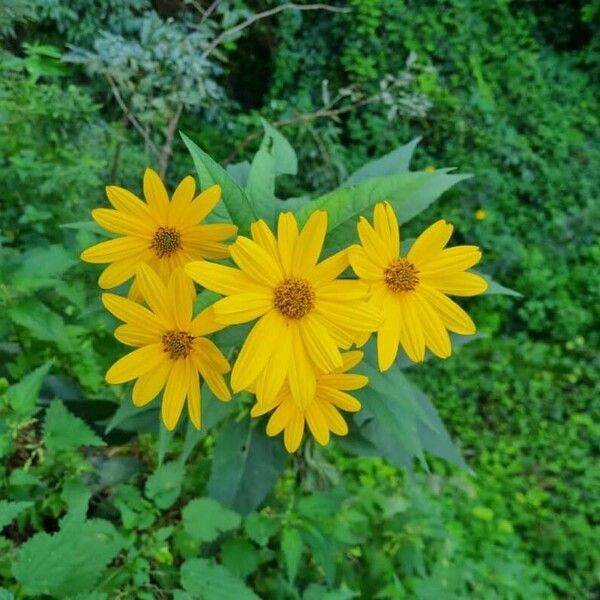 Helianthus divaricatus Flor