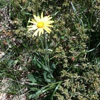 Doronicum clusii Hábito