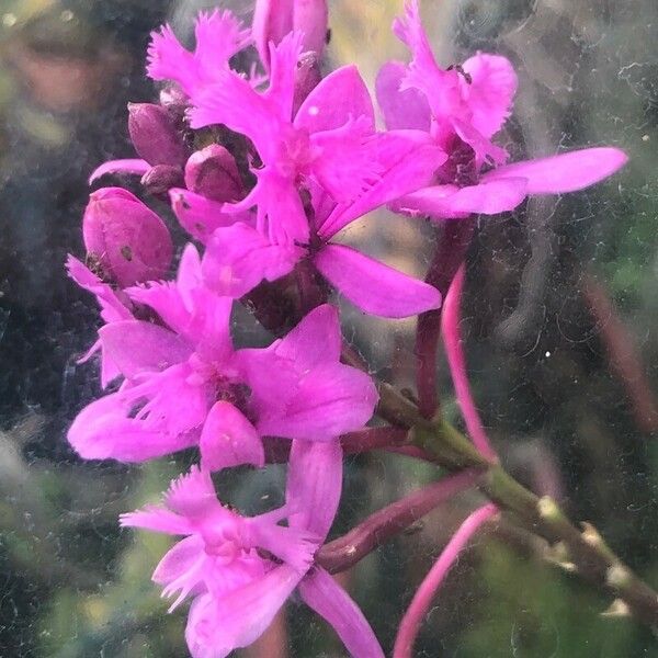 Epidendrum secundum Кветка