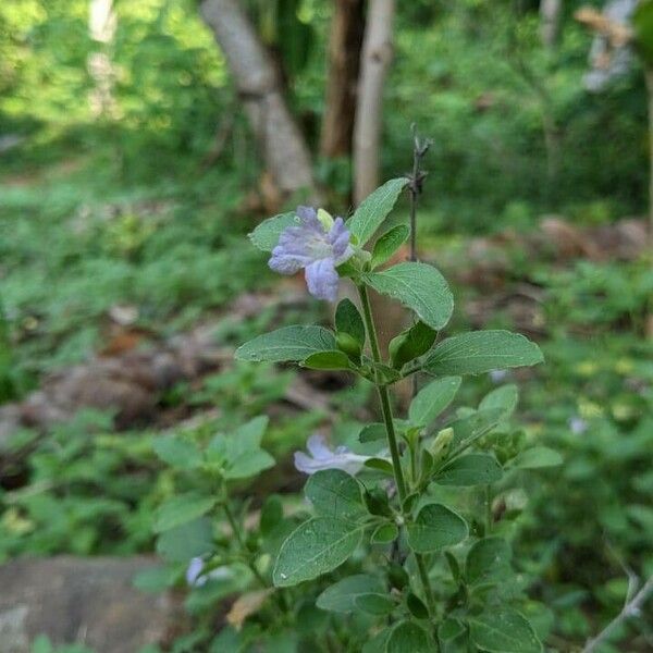 Ruellia prostrata Blomst