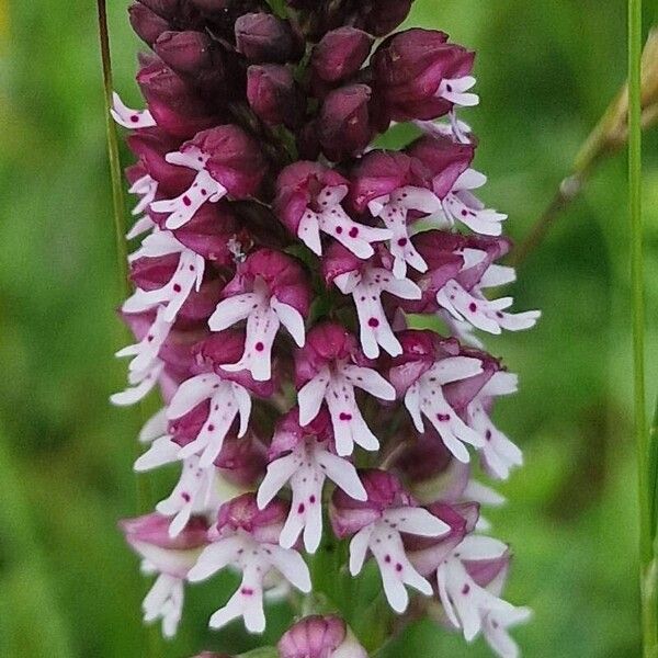 Neotinea ustulata Blomma