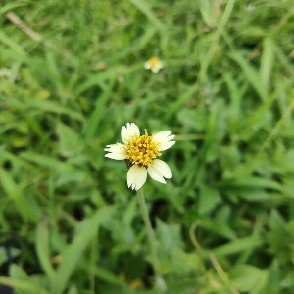 Tridax procumbens Λουλούδι