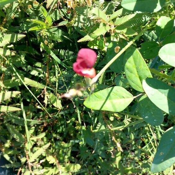 Desmodium tortuosum ফুল