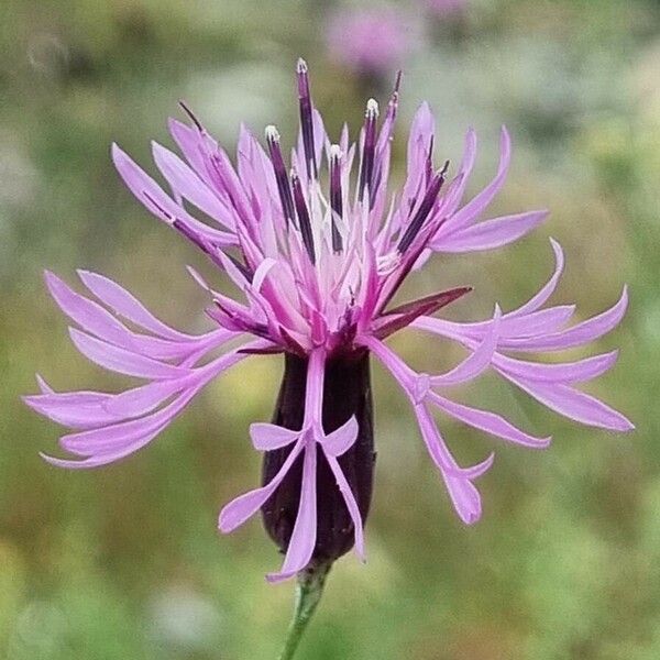 Crupina vulgaris Flor