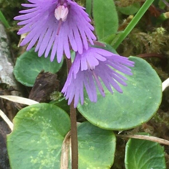 Soldanella alpina 花